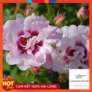 Hoa hồng bụi Eyes For You cánh đơn đẹp nhất - tím cánh đơn thơm tuyệt- Làng Hoa Mê Linh