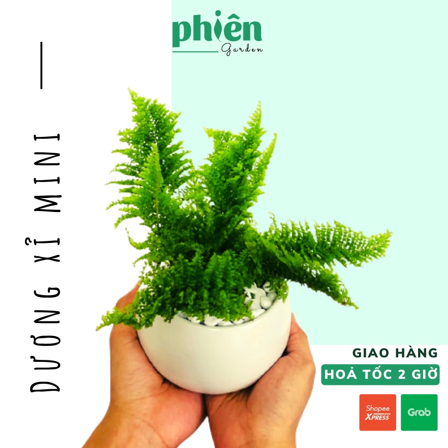 Cây Dương xỉ mini để bàn kèm chậu gốm tráng men