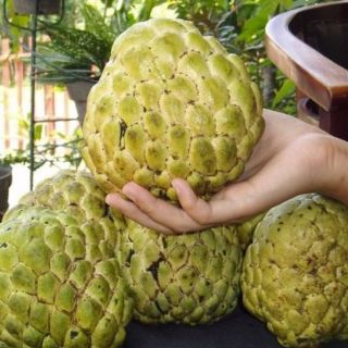Cây giống na thái lan không hạt ( na hoàng hậu)