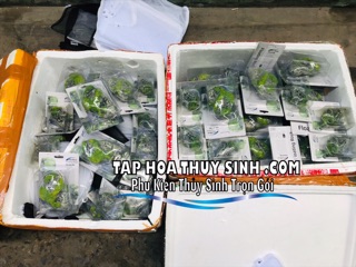 ĐÁ NỔI AVATAR TRANG TRÍ HỒ CÁ
