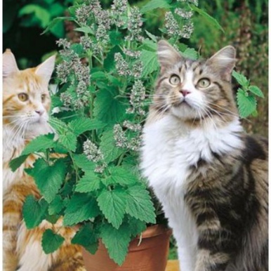 Hạt Giống Bạc Hà Mèo Catnip (Cỏ Mèo)