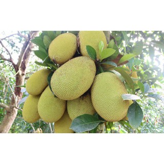Cây mít thái siêu sớm giống chuẩn