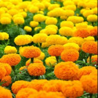 Hạt giống Vạn Thọ Mỹ bông to