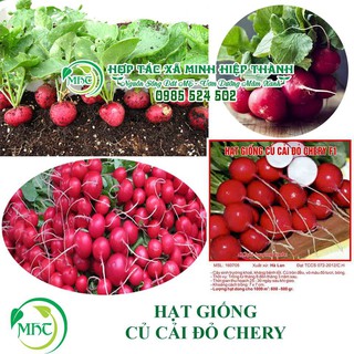 Sale off Hạt giống củ cải đỏ chery cực đẹp.