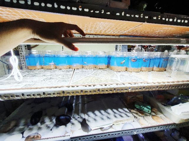 ĐÈN LED KẸP 2 BÊN HỒ CÁ MÀU TRẮNG VIPSUN 3 DÃY ĐÈN