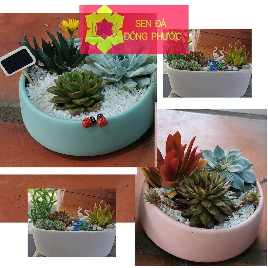 Chậu sứ cao cấp hình tô các màu - chậu trồng tiểu cảnh sen đá, xương rồng, cây phong thuỷ văn phòng