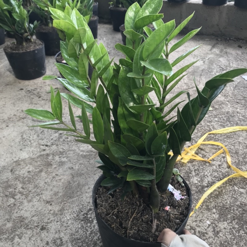 Cây kim tiền tài lộc cao 30-40cm lá dày bụi to dễ chăm sóc