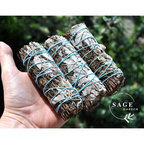 CỎ XẠ HƯƠNG và XÔ THƠM TRẮNG (Thyme &amp; White sage)_Sage Garden