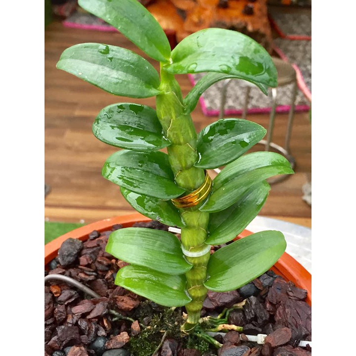 HOA LAN- 5CT BẢO DUY