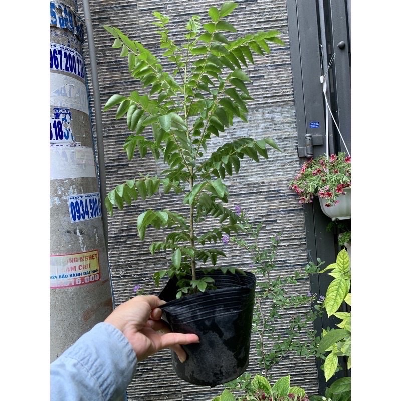 COMBO 5 cây gia vị