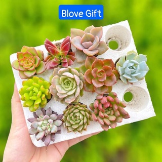 💢Sen đá vỉ mini mix màu 🆕(giao cây ngẫu nhiên)