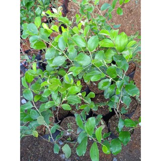 Combo 30 dừa mã lai