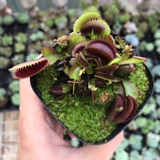 Cây bắt mồi - Bẫy Kẹp