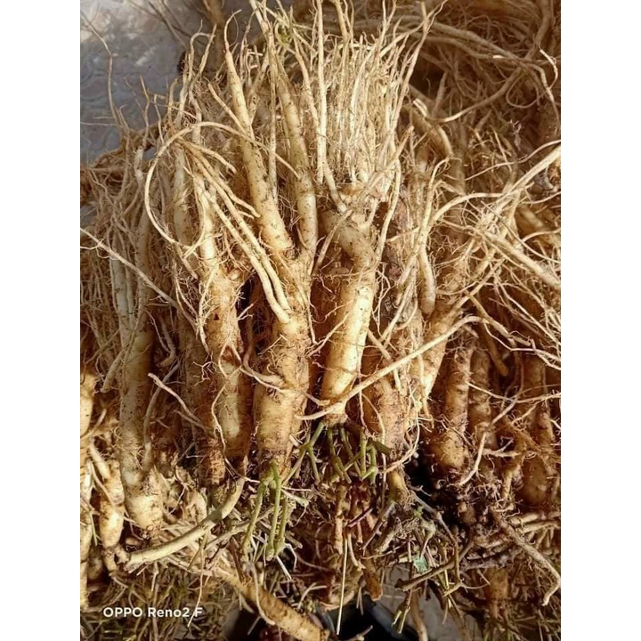 Sâm dây Ngọc Linh - Hàng 15 củ | 1kg