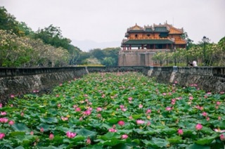 Sen tươi Huế