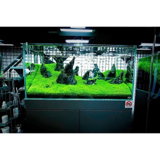 Hạt giống cây thủy sinh: Ngưu mao chiên lùn xoè Dành cho bể diện tích 50 x 30 Hạt nảy mầm nhanh sau 3-4 ngày gieo Sức số