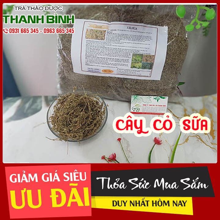 Cây Cỏ Sữa 500g - Hàng Công Ty Đạt Chất Lượng