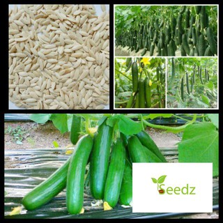 Gói 30 hạt giống dưa chuột chùm baby VINMARK HẠT GIỐNG