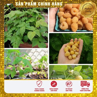 COMBO 02 gói hạt giống mâm xôi vàng tặng kèm 1 gói kích mầm