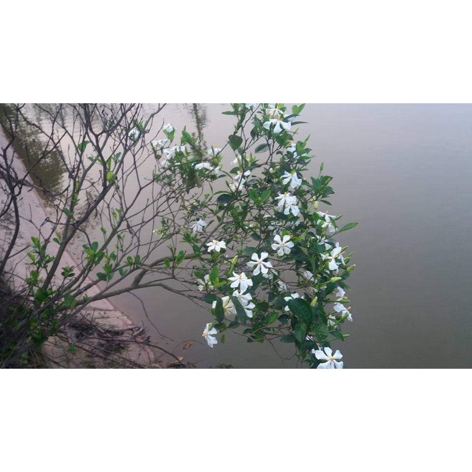 Hạt dành dành tạo màu vàng chanh cho thực phẩm - túi 500gr