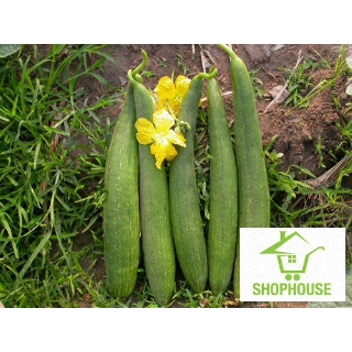 shophouse Gói 10 hạt giống mướp hương sai quả  SHOP HOUSE  TẾT KHUYẾN MẠI