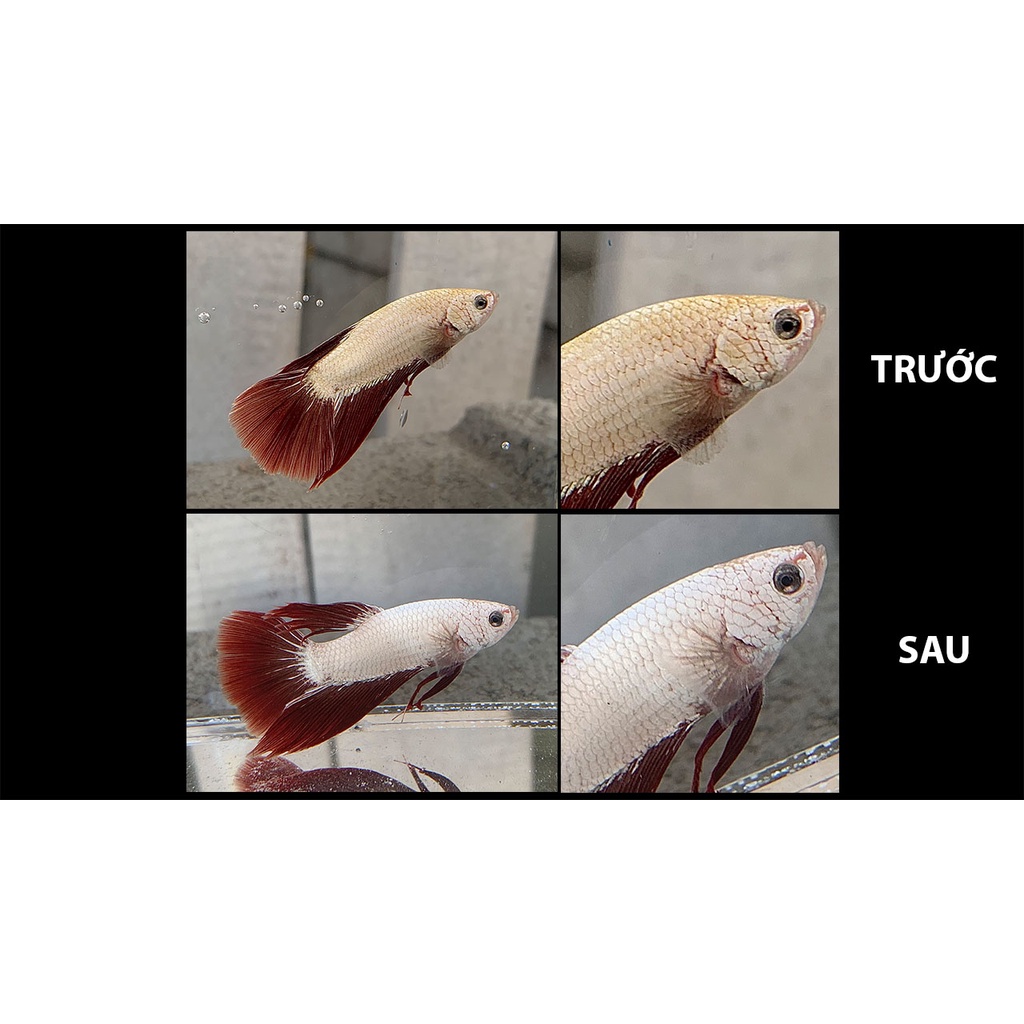 PARAKILL - Chuyên Sử Dụng Cho Các Trường Hợp Nấm trên Cá Cảnh