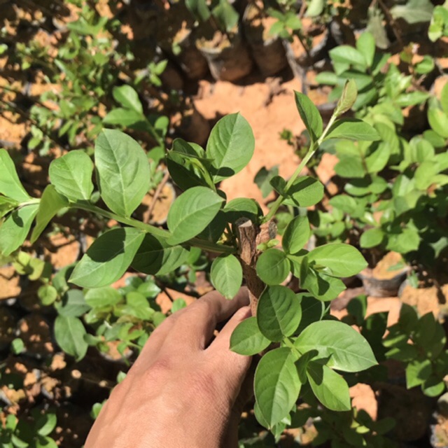 10 cây giống tường vi