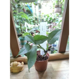 Kiếm Bạc, trầu bà, philodendron hastatum. ( cây giống )