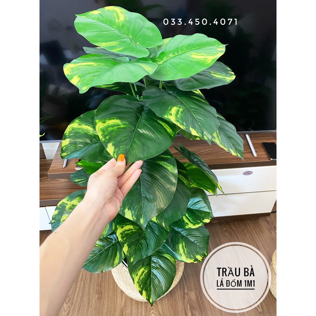 TRẦU BÀ LÁ ĐỐM 1M1- CÂY GIẢ DECOR