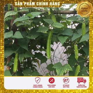 Hạt giống đậu rồng ( đậu khế)