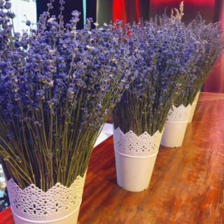 Hoa oải hương khô