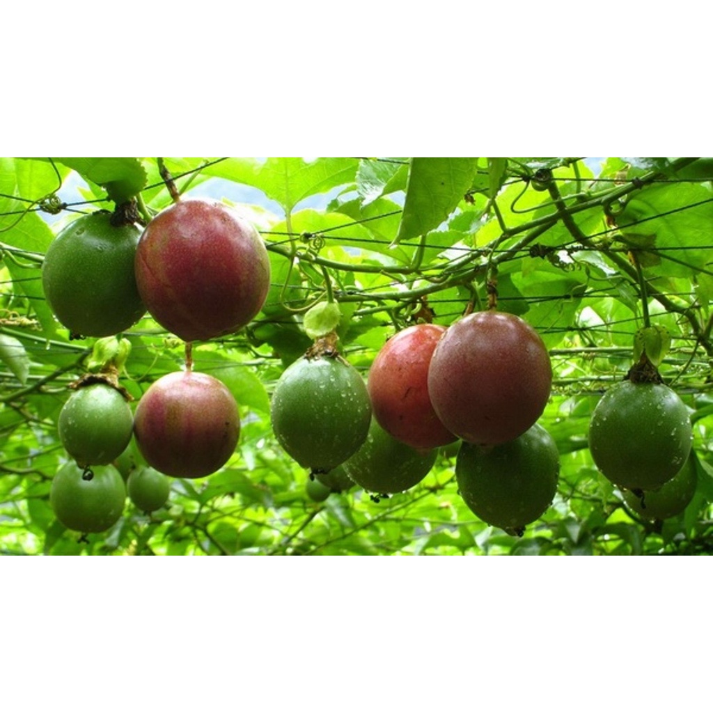 #Hạt_Giống_Chanh_Leo_Tím F1