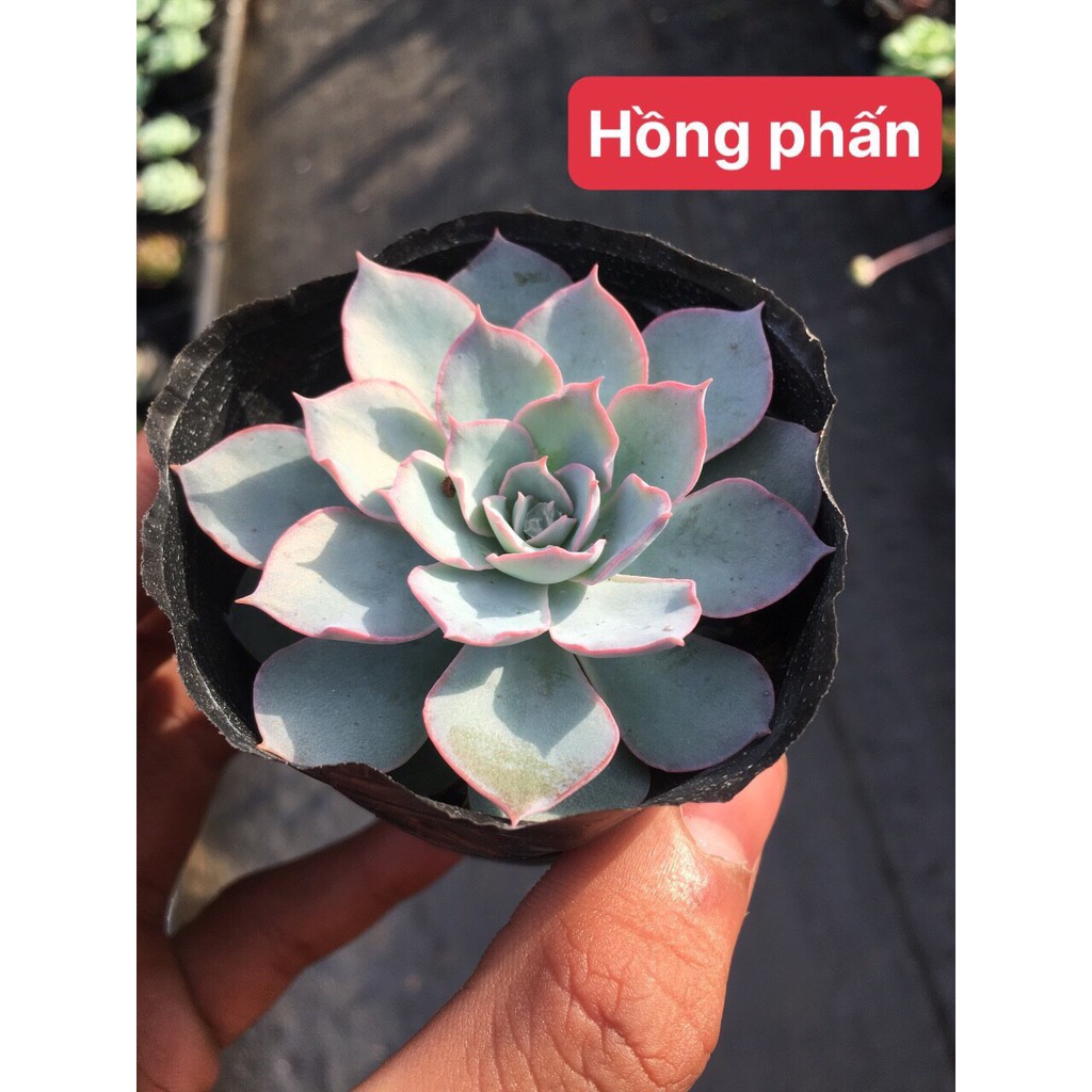 Sen đá HỒNG PHẤN( Size bầu)