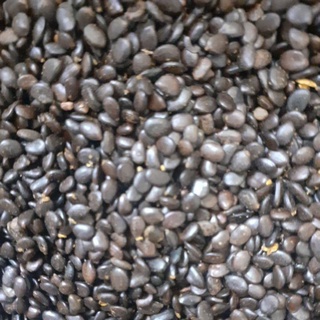 Hạt keo lai giống