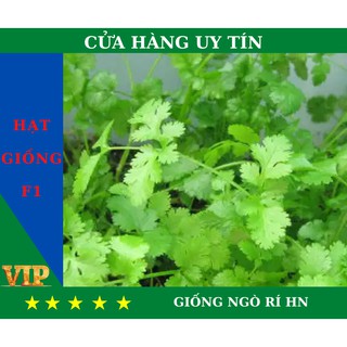 Hạt Giống NGÒ RÍ HN Năng Suất, Dinh Dưỡng Cao - MUA 4 TẶNG 1