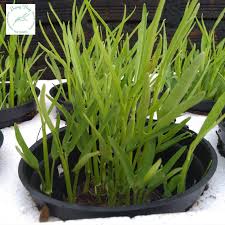 Hạt giống rau muống lá tre 20g