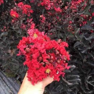 Cây giống tương vi