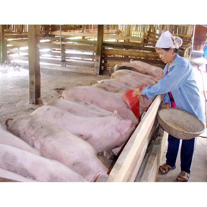An Thai Bổ Nái - Nái đẻ sai, con khỏe, Heo nái nhiều sữa
