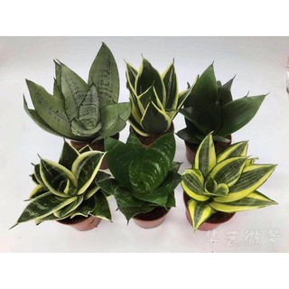 Cây lưỡi mèo mini để bàn, họ nhà cây lưỡi hổ