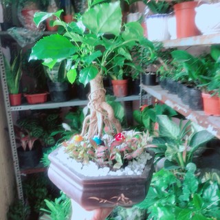 Chậu Cây Hạnh Phúc Bonsai (chậu gốm)