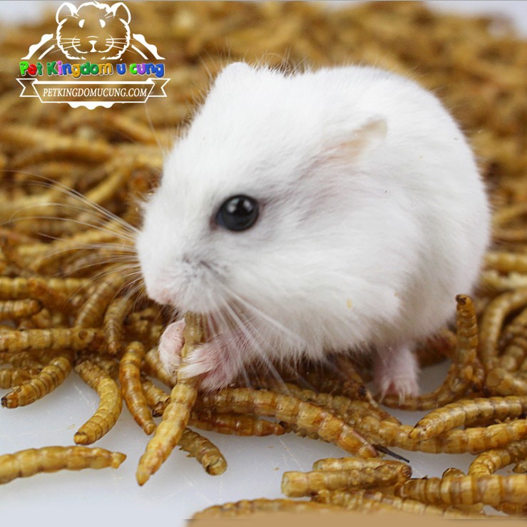 sâu khô size trung 1kg