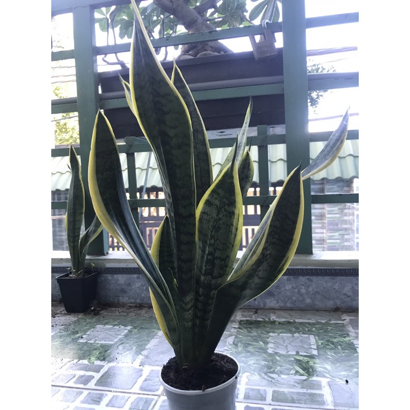 Cây lưỡi hổ xanh