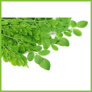 Gói 10 hạt giống Chùm Ngây -bansilehatgiongraumam