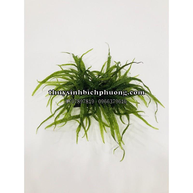 1 CỤM DƯƠNG XỈ LÁ KIM SIÊU DÀY SIÊU ĐẸP KÈM GIÁ THỂ GỖ | DƯƠNG XỈ LÂU PHÁT TRIỂN SƯU TẦM CHUYÊN CHO HỒ NATURAL THUỶ SINH