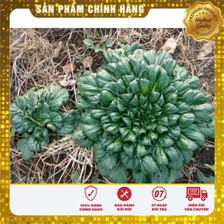 Hạt giống Cải Hoa Hồng 1Gram