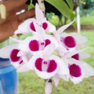 phi điệp ám mắt đỏ Tân Lạc Hòa Bình ( combo 2 cốc )