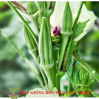 Hạt Giống Đậu Bắp Xanh - 50 hạt Hạt Giống Canh Nông