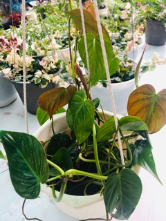 chậu nhựa Trầu micans