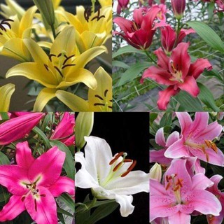 combo 10 củ giống hoa ly cao thơm