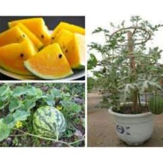 Dựa hấu ruột vàng gói 10 hạt